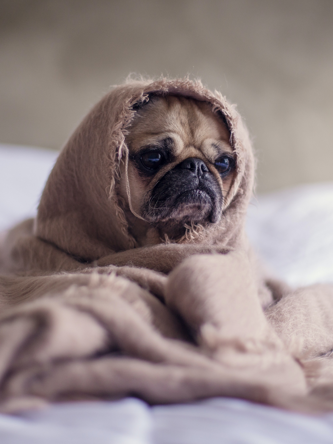 More than a gut feeling: stress and the microbiome