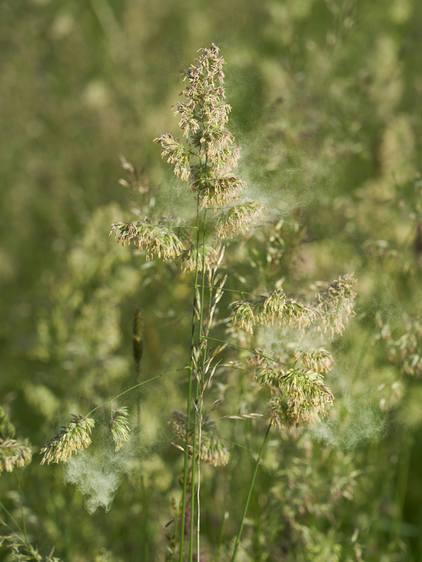 Can diet affect seasonal allergies?