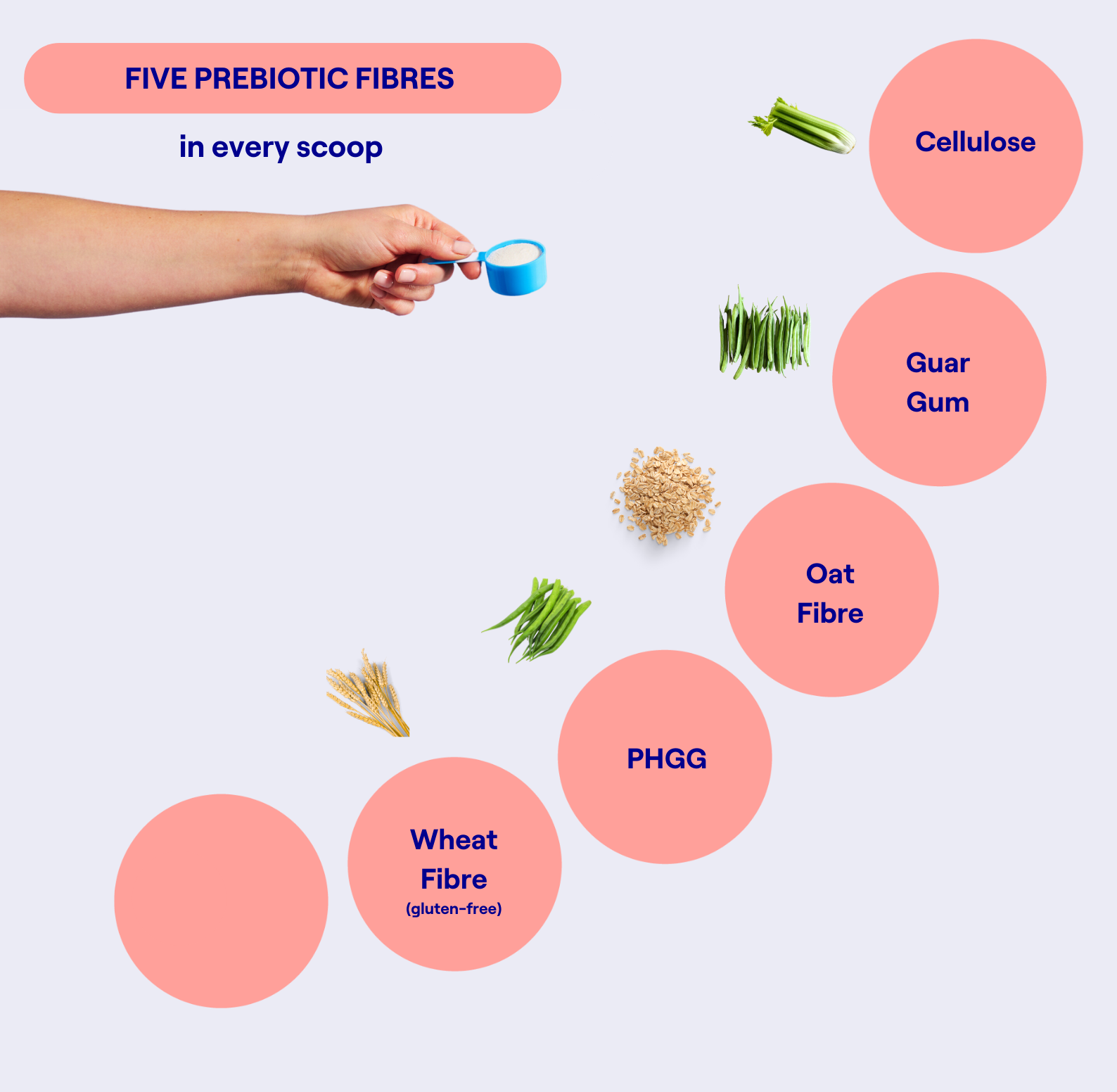 prebiotic fibre blend Gut Booster